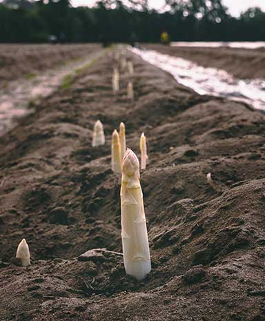 asperge-footer