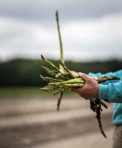 asperge-verte-landes