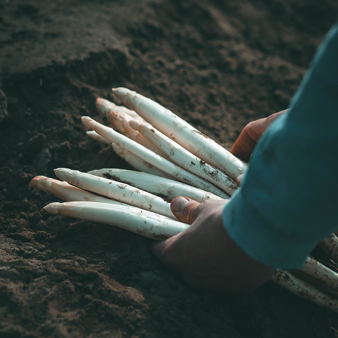 asperges-sable-landes