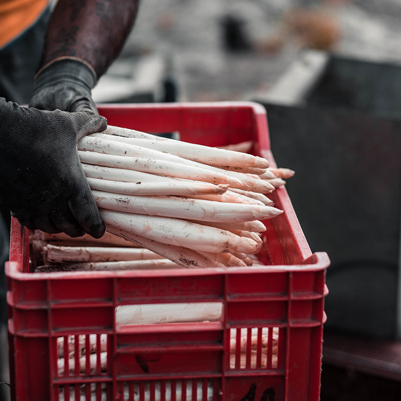 champs-asperge-landes