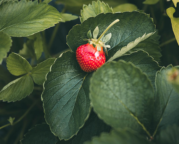 fraise-feuille-landes