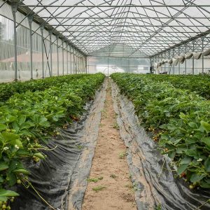 fraise-landes-05