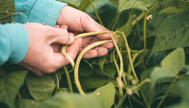 haricots-verts-landes-01