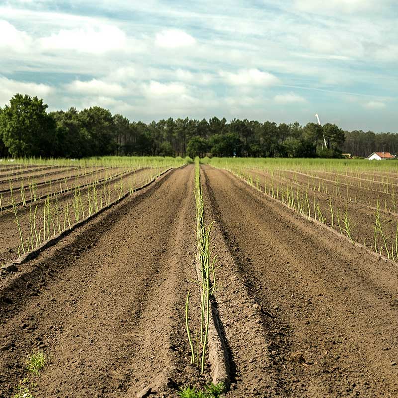 landes-asperge-02