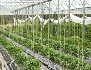 tomates-plants