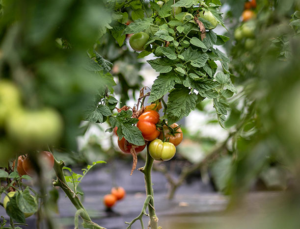 tomate-mathio-ferme